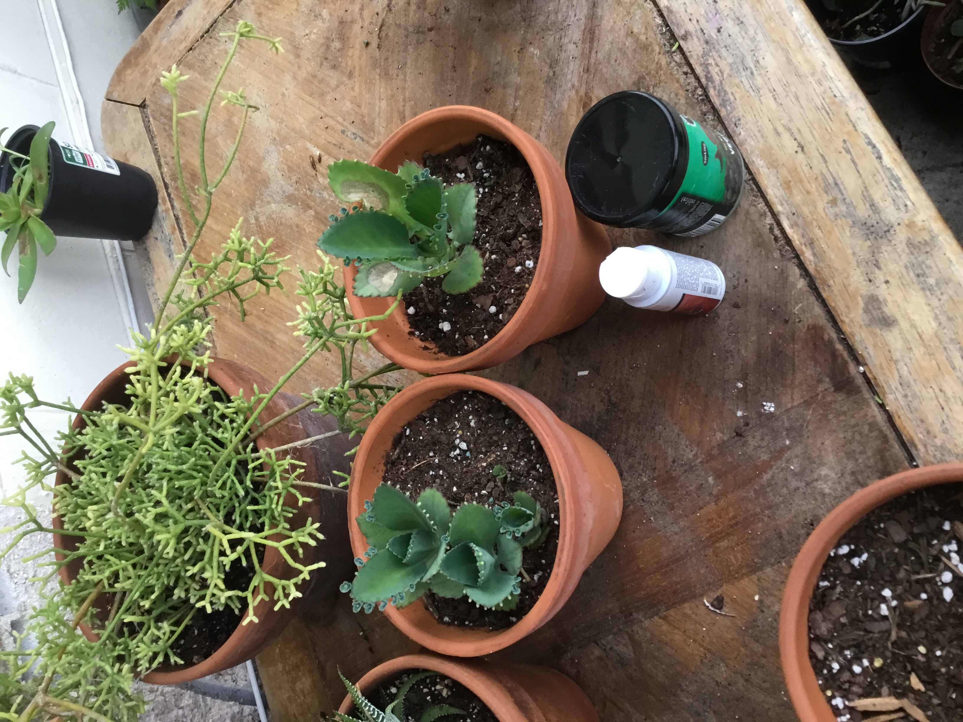 Kalanchoe laetivirens - Mother of Thousands.jpg